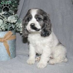 Lucy/Cocker Spaniel									Puppy/Female														/9 Weeks,Here comes the most adorable ACA Cocker Spaniel puppy! This charming little pooch is up to date on shots and dewormer and vet checked! The mother Lily is a sweet and affectionate girl and the father Buster is a handsome Cocker Spaniel. The breeder has ensured that this puppy is well socialized with adults and childre. To learn more about this beautiful pup contact Barbie & Elmer today! 