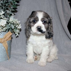 Lucy/Cocker Spaniel									Puppy/Female														/9 Weeks,Here comes the most adorable ACA Cocker Spaniel puppy! This charming little pooch is up to date on shots and dewormer and vet checked! The mother Lily is a sweet and affectionate girl and the father Buster is a handsome Cocker Spaniel. The breeder has ensured that this puppy is well socialized with adults and childre. To learn more about this beautiful pup contact Barbie & Elmer today! 