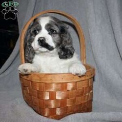 Lucy/Cocker Spaniel									Puppy/Female														/9 Weeks,Here comes the most adorable ACA Cocker Spaniel puppy! This charming little pooch is up to date on shots and dewormer and vet checked! The mother Lily is a sweet and affectionate girl and the father Buster is a handsome Cocker Spaniel. The breeder has ensured that this puppy is well socialized with adults and childre. To learn more about this beautiful pup contact Barbie & Elmer today! 