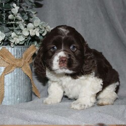 Larry/Cocker Spaniel									Puppy/Male																/9 Weeks,Here comes the most adorable ACA Cocker Spaniel puppy! This charming little pooch is up to date on shots and dewormer and vet checked! The mother Lily is a sweet and affectionate girl and the father Buster is a handsome Cocker Spaniel. The breeder has ensured that this puppy is well socialized with adults and childre. To learn more about this beautiful pup contact Barbie & Elmer today! 