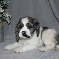 Lucy/Cocker Spaniel									Puppy/Female														/9 Weeks,Here comes the most adorable ACA Cocker Spaniel puppy! This charming little pooch is up to date on shots and dewormer and vet checked! The mother Lily is a sweet and affectionate girl and the father Buster is a handsome Cocker Spaniel. The breeder has ensured that this puppy is well socialized with adults and childre. To learn more about this beautiful pup contact Barbie & Elmer today! 