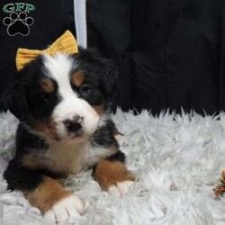 Zephyr/Bernese Mountain Dog									Puppy/Female														/9 Weeks,hello thanks for checking me out ! I am a happy,healthy ,and well socialized friend looking forward to my forever home, 