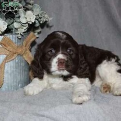 Larry/Cocker Spaniel									Puppy/Male																/9 Weeks,Here comes the most adorable ACA Cocker Spaniel puppy! This charming little pooch is up to date on shots and dewormer and vet checked! The mother Lily is a sweet and affectionate girl and the father Buster is a handsome Cocker Spaniel. The breeder has ensured that this puppy is well socialized with adults and childre. To learn more about this beautiful pup contact Barbie & Elmer today! 