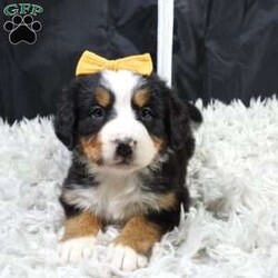 Zephyr/Bernese Mountain Dog									Puppy/Female														/9 Weeks,hello thanks for checking me out ! I am a happy,healthy ,and well socialized friend looking forward to my forever home, 