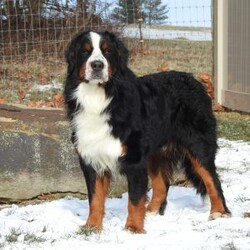 Zephyr/Bernese Mountain Dog									Puppy/Female														/9 Weeks,hello thanks for checking me out ! I am a happy,healthy ,and well socialized friend looking forward to my forever home, 
