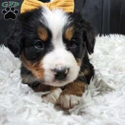 Zephyr/Bernese Mountain Dog									Puppy/Female														/9 Weeks,hello thanks for checking me out ! I am a happy,healthy ,and well socialized friend looking forward to my forever home, 