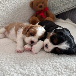 Cavalier King Charles spaniel puppy’s /Cavalier King Charles Spaniel/1 male / 2 female/6 weeks, 4 days,Our beautiful girl Gracie has given birth to 3 stunning puppy’s
Mum is our beloved family pet who we have had since 8 week old, she has been a fantastic mum we are so proud of her, mum is clear of:
 Dry Eye Curly Coat Syndrome
 Episodic Falling
 Muscular Dystrophy
 Congenital Macrothrombocytopaenia
 Degenerative Myelopathy

Dad is a Tri stud he is a very sweet boy with a great temperament clear of;
 Dry Eye Curly Coat Syndrome
 Episodic Falling
 Congenital Macrothrombocytopaenia
 Degenerative Myelopathy
 progressive retinal atrophy 
  

Each pup will leave with: 
 Microchip paper work
 vet check
 Vaccination card
 up to date worm and flea treatment 
 Food 
 Blanket with mums smell on to help settle them

Puppies will be ready to leave from the 3rd of March 
Blenheim Girl (available)
Tri Girl (reserved)
Tri Boy (reserved) 

£200 non-refundable deposit will reserve puppy, Pictures, videos and FaceTime can be provided anytime