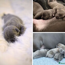 Beautiful Bonnie Blue Staffy Girls, KC & Pedigree/Staffordshire Bull Terrier/4 female/2 weeks, 6 days,We are proud to present an exceptional litter of healthy, high-quality Blue Staffordshire Bull Terriers with outstanding bloodlines. 

This beautiful litter of girls was born on the 31st of January and are ready to go to their forever homes from 28th March. 2 out of the 4 puppies have already been sold – read on to find out why  New photos will be added to this advert regularly. 

These pups are the result of a meticulously planned and carefully executed pairing, featuring one of the finest stud dogs this country has ever seen and a mother with outstanding bloodlines. 

The sire is none other than Bluedogcity Pharaon at Bullscaff. Standing at 15 inches tall, with a solid dark blue coat and no brindle, complemented by a striking white flash. Ch Pharaon is an exceptional specimen—one of the most stunning, deep-chested, stocky, and thick-boned blue dogs you’ll find. He boasts a beautifully defined broad skull, chiseled features, prominent cheek muscles, a distinct stop, and a perfect muzzle. His rose-shaped ears and scissor bite are flawless, with a strong jaw, tight lips, and an excellent topline. His dark brown eyes and jet-black nails add to his impressive look. Pharaon’s nose is nicely open, which is essential for active, fit Staffords. If that weren’t enough, his titles speak for themselves—no other blue in the world compares to him, which is why we chose him as the sire!

Crufts qualified for life 
Champion of Ukrainian 
Champion of Moldova  
Champion of Romania  
Champion of Macedonia  
Grand champion 
Multi champion  
International champion  
1 CAC IN EURO DOG SHOW 
1 CACIB BEST OF BREED IN SPAIN  
1 CAC BEST OF BREED IN FRANCE  
All certificates can be seen on request with many other achievements what can be found on the Bullscaff website.

The dam of this litter is a well-bred female, the daughter of the world-renowned VALGLO MY PLACE OR YOURS AT BULLSCAFF and granddaughter of SANDASTAFF PIRO AT SAMA SLODYCZ AT BULLSCAFF IMP BEL and VALGLO DIAMONDS ARE FOREVER. With CH Pharaon’s bloodlines added to the mix, this litter is of exceptional quality and standards. The mother has her own distinct white flash on her chest, a deep blue coat, and is a beloved family pet, embodying all the highly sought-after qualities of the Staffordshire Bull Terrier. Dam 5 generation pedigree certificate can be seen on request.

These puppies will be well-socialized with other dogs and have a solid, well-balanced temperament. The sale will include KC papers, 4 weeks of free insurance, nails clipped, full worming treatment, diet recommendations, and ongoing support for life if needed. All testing is Clear that is L2HGA/HC. This is a truly wonderful pedigree and one of a particularly high quality of Blue Staffordshire Bull Terriers. 

If you have any questions, please feel free to get in touch. If you're interested in being part of this exceptional bloodline and finding a loving pet to enrich your life, please don’t hesitate to text/message using the contact details below. 

These puppies are expected to sell quickly, two of four have already been sold. We recommend securing yours with a non-refundable holding deposit of £250. Puppies are priced at £2500. Viewings can be discussed and arranged.