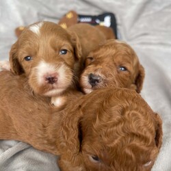 STUNNING MINIATURE DOODLES/ THERAPY /Mini Goldendoodle/2 male / 5 female/5 weeks, 6 days,We are very proud to announce the arrival of Miniature Golden doodle puppies.
We have over 10 Years experience breeding Golden doodles and have gained a reputation for having puppies leave us to be trained to support children with Autism and many other AEN needs. This is testament to their superb temperaments and willingness to learn.They are the most hypoallergenic type of golden doodle you can get as well.  I myself am accredited in veterinary nursing and canine behaviour so can offer 24/7 expert knowledge advice to any owners throughout the duration of their dogs life. 

Mum is an outstanding Miniature Golden doodle. She has the sweetest nature and is extremely social. She stands out from the crowd due to her beautiful markings. She is in excellent health, and hereditary clear from any breed prone diseases , which means she will not pass on any conditions to her puppies. 

Their father Pudsy is a magnificent KC champion Red Miniature poodle. He is from amazing bloodlines and is also fully Health tested for - Progressive Retinal Atrophy (prcd-PRA)
Progressive Retinal Atrophy (rcd4-PRA) LOPRA
Neonatal Encephalopathy (NE/NEWS)
Degenerative Myelopathy (DM exon 2)
Von Willebrand disease Type I (vWD I)
Familial Nephropathy (FN)
Adult Onset Neuropathy (AON) clear by Parentage 
Acral Mutilation Syndrome (AMS)
Excercise Induced Collapse (EIC)
Gangliosidosis (GM2)
Osteochrondysplasia (OCD)
Malignant Hyperthermia (MH) 
Macrothromcyopenia (MTC) 
He has the most gorgeous deep Red non shedding tight curl coat.

Our puppies are born in our living room and live in our house amongst the daily hustle and bustle until they join their new families. This together with the huge amount of time we invest in them helps to ensure the best we can that they are well socialised, well balanced puppies.

What comes in your puppy package:

1st vaccination 
 In-depth health examination by our vets
Worming treatment 
 Flea treatment
Microchipped
Toys 
Food 
Grooming equipment 
 Contract of sale

Toilet training will begin as soon as the puppies are fully weaned to help facilitate an easy transition into their forever homes. I am happy to offer advice and support throughout the puppy's life.

A non-refundable deposit of £400 will secure your chosen puppy with the remainder payable on collection.