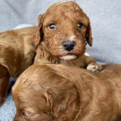 STUNNING MINIATURE DOODLES/ THERAPY /Mini Goldendoodle/2 male / 5 female/5 weeks, 6 days,We are very proud to announce the arrival of Miniature Golden doodle puppies.
We have over 10 Years experience breeding Golden doodles and have gained a reputation for having puppies leave us to be trained to support children with Autism and many other AEN needs. This is testament to their superb temperaments and willingness to learn.They are the most hypoallergenic type of golden doodle you can get as well.  I myself am accredited in veterinary nursing and canine behaviour so can offer 24/7 expert knowledge advice to any owners throughout the duration of their dogs life. 

Mum is an outstanding Miniature Golden doodle. She has the sweetest nature and is extremely social. She stands out from the crowd due to her beautiful markings. She is in excellent health, and hereditary clear from any breed prone diseases , which means she will not pass on any conditions to her puppies. 

Their father Pudsy is a magnificent KC champion Red Miniature poodle. He is from amazing bloodlines and is also fully Health tested for - Progressive Retinal Atrophy (prcd-PRA)
Progressive Retinal Atrophy (rcd4-PRA) LOPRA
Neonatal Encephalopathy (NE/NEWS)
Degenerative Myelopathy (DM exon 2)
Von Willebrand disease Type I (vWD I)
Familial Nephropathy (FN)
Adult Onset Neuropathy (AON) clear by Parentage 
Acral Mutilation Syndrome (AMS)
Excercise Induced Collapse (EIC)
Gangliosidosis (GM2)
Osteochrondysplasia (OCD)
Malignant Hyperthermia (MH) 
Macrothromcyopenia (MTC) 
He has the most gorgeous deep Red non shedding tight curl coat.

Our puppies are born in our living room and live in our house amongst the daily hustle and bustle until they join their new families. This together with the huge amount of time we invest in them helps to ensure the best we can that they are well socialised, well balanced puppies.

What comes in your puppy package:

1st vaccination 
 In-depth health examination by our vets
Worming treatment 
 Flea treatment
Microchipped
Toys 
Food 
Grooming equipment 
 Contract of sale

Toilet training will begin as soon as the puppies are fully weaned to help facilitate an easy transition into their forever homes. I am happy to offer advice and support throughout the puppy's life.

A non-refundable deposit of £400 will secure your chosen puppy with the remainder payable on collection.
