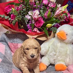 DNA tested medium goldendoodles puppy’s /Goldendoodle/4 male / 4 female/4 weeks, 5 days,Pepsi has had a gorgeous litter of medium size goldendoodles puppies we have some dark like dad Wallace or some are light golden like mum Pepsi is hip and elbow scored and dna tested for Ichthyosis Type A
Progressive Retinal Atrophy - GR1
Progressive Retinal Atrophy - GR2
Muscular Dystrophy - Golden Retriever type
Neuronal Ceroid Lipofuscinosis 5
Progressive Retinal Atrophy - PRCD
Sensory Ataxic Neuropathy (SAN) she clear of all dad is Wallace the dad is also hip and elbow scored and fully dna tested clear of Progressive Retinal Atrophy (PRA-PRCD)
Von Willebrand Disease 1 (VWD1)
Degenerative Myelopathy (DM)
Gangliosidosis Type 2 (GM2)
Neonatal Encephalopathy with Seizures (NEWS)
Osteochondrodysplasia (OCD) so the puppies are fully clear the puppies are part of family life in a busy house with children other dogs and when puppies are 8 weeks will go for 1st vaccine microchip full vet check each puppy have own vet report you will get a pack to inc mum and dad pedigree copies of mum and dad dna test information sheet inc worming feeding taken care of your new puppy lacy law paperwork the full vet check of your gift card to get money off royal canin puppy food a fantastic puppy pack to in bed toys puppy pad harness lead collar shampoo 2kg of food royal canin medium puppy food wet food blanket book on goldendoodles bowls brush set jacket etc 4 weeks insurance with petplan puppy sale contract when you picked your puppy weekly pics and if you like to come to see your puppy more then once that’s fine or WhatsApp call so you can see your puppy weekly we are council licensed breeders and we accept pets4homes safe deposit scheme please contact for more information