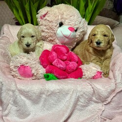 DNA tested medium goldendoodles puppy’s /Goldendoodle/4 male / 4 female/4 weeks, 5 days,Pepsi has had a gorgeous litter of medium size goldendoodles puppies we have some dark like dad Wallace or some are light golden like mum Pepsi is hip and elbow scored and dna tested for Ichthyosis Type A
Progressive Retinal Atrophy - GR1
Progressive Retinal Atrophy - GR2
Muscular Dystrophy - Golden Retriever type
Neuronal Ceroid Lipofuscinosis 5
Progressive Retinal Atrophy - PRCD
Sensory Ataxic Neuropathy (SAN) she clear of all dad is Wallace the dad is also hip and elbow scored and fully dna tested clear of Progressive Retinal Atrophy (PRA-PRCD)
Von Willebrand Disease 1 (VWD1)
Degenerative Myelopathy (DM)
Gangliosidosis Type 2 (GM2)
Neonatal Encephalopathy with Seizures (NEWS)
Osteochondrodysplasia (OCD) so the puppies are fully clear the puppies are part of family life in a busy house with children other dogs and when puppies are 8 weeks will go for 1st vaccine microchip full vet check each puppy have own vet report you will get a pack to inc mum and dad pedigree copies of mum and dad dna test information sheet inc worming feeding taken care of your new puppy lacy law paperwork the full vet check of your gift card to get money off royal canin puppy food a fantastic puppy pack to in bed toys puppy pad harness lead collar shampoo 2kg of food royal canin medium puppy food wet food blanket book on goldendoodles bowls brush set jacket etc 4 weeks insurance with petplan puppy sale contract when you picked your puppy weekly pics and if you like to come to see your puppy more then once that’s fine or WhatsApp call so you can see your puppy weekly we are council licensed breeders and we accept pets4homes safe deposit scheme please contact for more information