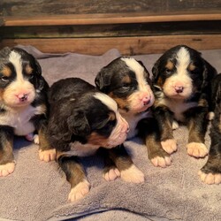 Bernese Mountain dogs /Bernese Mountain Dog/4 male / 2 female/2 weeks, 4 days,Six beautiful Bernese Mountain 

We have  six Bernese puppies each looking for their forever home.

These are all very big and strong with beautiful markings to match 

They are 2 weeks and 4 days old, we will keep them until they are 8weeks old and ready for their new homes.

The rehoming of our puppies is very important to us and it is crucial that we find the right home for each pup so we will have to ask questions for suitability purposes. 

These little guys are so fluffy and cute, whichever family gets one will be very lucky. 

All puppies will be IKC registered, microchipped, wormed and vaccinated up to date before they leave us.

Mum and Dad are much loved family pets and can be seen anytime.

We will help with delivering if needed


Please contact us if you have any questions 
 

Add will be updated weekly 

Check out king Harley Bernese Facebook page
