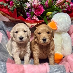 DNA tested medium goldendoodles puppy’s /Goldendoodle/4 male / 4 female/4 weeks, 5 days,Pepsi has had a gorgeous litter of medium size goldendoodles puppies we have some dark like dad Wallace or some are light golden like mum Pepsi is hip and elbow scored and dna tested for Ichthyosis Type A
Progressive Retinal Atrophy - GR1
Progressive Retinal Atrophy - GR2
Muscular Dystrophy - Golden Retriever type
Neuronal Ceroid Lipofuscinosis 5
Progressive Retinal Atrophy - PRCD
Sensory Ataxic Neuropathy (SAN) she clear of all dad is Wallace the dad is also hip and elbow scored and fully dna tested clear of Progressive Retinal Atrophy (PRA-PRCD)
Von Willebrand Disease 1 (VWD1)
Degenerative Myelopathy (DM)
Gangliosidosis Type 2 (GM2)
Neonatal Encephalopathy with Seizures (NEWS)
Osteochondrodysplasia (OCD) so the puppies are fully clear the puppies are part of family life in a busy house with children other dogs and when puppies are 8 weeks will go for 1st vaccine microchip full vet check each puppy have own vet report you will get a pack to inc mum and dad pedigree copies of mum and dad dna test information sheet inc worming feeding taken care of your new puppy lacy law paperwork the full vet check of your gift card to get money off royal canin puppy food a fantastic puppy pack to in bed toys puppy pad harness lead collar shampoo 2kg of food royal canin medium puppy food wet food blanket book on goldendoodles bowls brush set jacket etc 4 weeks insurance with petplan puppy sale contract when you picked your puppy weekly pics and if you like to come to see your puppy more then once that’s fine or WhatsApp call so you can see your puppy weekly we are council licensed breeders and we accept pets4homes safe deposit scheme please contact for more information