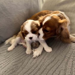 Cavalier King Charles spaniel puppy’s /Cavalier King Charles Spaniel/1 male / 2 female/6 weeks, 4 days,Our beautiful girl Gracie has given birth to 3 stunning puppy’s
Mum is our beloved family pet who we have had since 8 week old, she has been a fantastic mum we are so proud of her, mum is clear of:
 Dry Eye Curly Coat Syndrome
 Episodic Falling
 Muscular Dystrophy
 Congenital Macrothrombocytopaenia
 Degenerative Myelopathy

Dad is a Tri stud he is a very sweet boy with a great temperament clear of;
 Dry Eye Curly Coat Syndrome
 Episodic Falling
 Congenital Macrothrombocytopaenia
 Degenerative Myelopathy
 progressive retinal atrophy 
  

Each pup will leave with: 
 Microchip paper work
 vet check
 Vaccination card
 up to date worm and flea treatment 
 Food 
 Blanket with mums smell on to help settle them

Puppies will be ready to leave from the 3rd of March 
Blenheim Girl (available)
Tri Girl (reserved)
Tri Boy (reserved) 

£200 non-refundable deposit will reserve puppy, Pictures, videos and FaceTime can be provided anytime