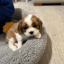 Cavalier King Charles spaniel puppy’s /Cavalier King Charles Spaniel/1 male / 2 female/6 weeks, 4 days,Our beautiful girl Gracie has given birth to 3 stunning puppy’s
Mum is our beloved family pet who we have had since 8 week old, she has been a fantastic mum we are so proud of her, mum is clear of:
 Dry Eye Curly Coat Syndrome
 Episodic Falling
 Muscular Dystrophy
 Congenital Macrothrombocytopaenia
 Degenerative Myelopathy

Dad is a Tri stud he is a very sweet boy with a great temperament clear of;
 Dry Eye Curly Coat Syndrome
 Episodic Falling
 Congenital Macrothrombocytopaenia
 Degenerative Myelopathy
 progressive retinal atrophy 
  

Each pup will leave with: 
 Microchip paper work
 vet check
 Vaccination card
 up to date worm and flea treatment 
 Food 
 Blanket with mums smell on to help settle them

Puppies will be ready to leave from the 3rd of March 
Blenheim Girl (available)
Tri Girl (reserved)
Tri Boy (reserved) 

£200 non-refundable deposit will reserve puppy, Pictures, videos and FaceTime can be provided anytime