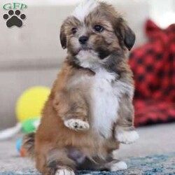 Bentley/Lhasa Apso									Puppy/Male																/9 Weeks,Meet Bentley, an ACA-registered Lhasa Apso pup with a heart as big as his fluffy coat! This little bundle of joy is ready to fill your home with love, laughter, and endless cuddles. With his bright, expressive eyes and charming personality, He is sure to steal your heart in no time. Lhasas are known for their loyalty and intelligence, making them the perfect companions for families or individuals alike. He adores attention and will happily follow you wherever you go, always ready for snuggles or a playful adventure. Spend a little time with Bentley, and you’ll find a best friend for life!