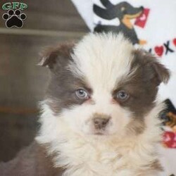 Lucy/Miniature Australian Shepherd Mix									Puppy/Female														/December 8th, 2024,Welcoming an exciting new litter mix! These puppies are Welsh Corgi mixed with Mini Australian Shepherd! These puppies come with full vet paperwork, health guarantee, puppy info starter packet, very well socialized around children & more. To find out more about them or to schedule a visit; please give us a call – no text available, thank you!