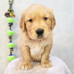 Adopt a dog:Harrison/Golden Retriever/Male/5 weeks,Hi, my name is Harrison. I am so excited I love to be around people, and you will enjoy being with me! I’m looking forward to meeting my new forever family. Could that be with you? I sure hope so. I am a gorgeous puppy with a personality to match. I am also up to date on my vaccinations and vet checked from head to tail, so when you see me, I will be as healthy as can be. What are you waiting for? I know I will be the best friend you have dreamed of.