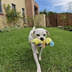Minnie/Pug / Jack Russell Terrier (Smooth)/Female/1 Year,Hello there, my name is Minnie, and I'm a charming 1 year old female Pug mix with lots of love to share. I've got a zest for life that is just waiting to be explored with you. I'm in my puppy era, so I'm eager to learn about life and everything it has to offer. I'm pretty social but I don't really understand other dogs, so I will need ongoing training to help with my interactions with others. My play mate needs to be calm and neutral with other dogs. I don't have any history with other animals, so I might be curious, but I promise to be on my best behavior. I'm looking for a home where I can get plenty of time to play, explore, and learn. If you work average hours, that's perfect for me! I can entertain myself, but I also love company. I'm best suited for a home with adults or families with children over 12 years old as I am bouncy and am yet to understand that jumping and nipping (mainly to get what I want, when I want it!!) isn't overly fun for humans. My vets have plans to do further surgeries and this will be completed at RSPCA Veterinary Hospital in Yagoona. I would love the chance to settle into my new home first and allow for a smoother recovery. It is recommended that you are located in the Sydney/Illawarra/Central Coast as you will need to travel to Yagoona for further vet appointments. I'm a bundle of joy and energy, and I can't wait to meet you and become a part of your life! Best with Children Aged: 