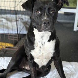 Boots/American Staffordshire Terrier/Female/2 Years 11 Months,Hi I’m Boots, and I’m soooo excited to meet my new family!  I am currently living with my awesome 