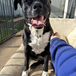 Boots/American Staffordshire Terrier/Female/2 Years 11 Months,Hi I’m Boots, and I’m soooo excited to meet my new family!  I am currently living with my awesome 
