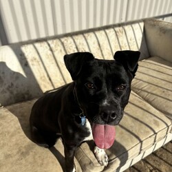 Boots/American Staffordshire Terrier/Female/2 Years 11 Months,Hi I’m Boots, and I’m soooo excited to meet my new family!  I am currently living with my awesome 