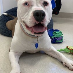 Lolly/American Bulldog / American Staffordshire Terrier/Female/3 Years 6 Months,Hi there! I’m Lolly, a sweet and spirited gal looking for the next chapter in life, will it be with you? I’m on the lookout for my new best friend. Someone to take me on sniffy walks, do treat training with me and find a sunny spot to laze in! I'm still learning to walk nicely on lead, so I need someone who’s ready to work with me on loose-leash walking using treat based training. I'm smart as well as pretty and I love learning! Especially when my favourite treats are on offer. Sometimes, I feel a little concerned when I’m left alone, but with a bit of patience and support, I know I can find my calm I just need someone to help me feel nice and safe in my new home environment. I absolutely love meeting new dog friends and have a typical Staffy play style. I'd best suited with a calm social dog that enjoys playing with other doggies my size! Because of my size and excitement levels, I’d do best in a home with dog savvy children who are comfortable around larger dogs. When I get excited, I can jump up, but it’s all in good fun – I just can’t contain my enthusiasm! 
