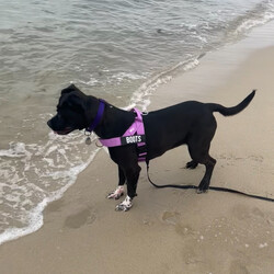 Boots/American Staffordshire Terrier/Female/2 Years 11 Months,Hi I’m Boots, and I’m soooo excited to meet my new family!  I am currently living with my awesome 