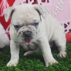 Daisy/French Bulldog/Female/7 weeks Adopt a dog:Daisy/French Bulldog/Female/7 weeks,Hello! My name is Daisy, and I'm super excited to meet you! I cannot wait to join your family and go on adventures with you. I love to play. I also like to snuggle up next to you for a quiet nap, especially on those rainy days. I come up to date on vaccinations and vet checked, so I will be healthy, happy, and ready to come to my FUR-ever home! So, go ahead and pick me for a lifetime of puppy kisses and love. Don’t wait!