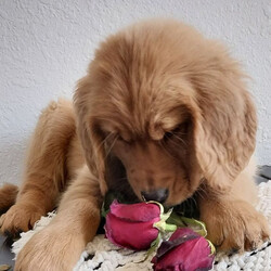 Sharaiah/Golden Retriever/Female/13 weeks Adopt a dog:Sharaiah/Golden Retriever/Female/13 weeks,Hi, my name is Sharaiah. I am so excited I love to be around people, and you will enjoy being with me! I’m looking forward to meeting my new forever family. Could that be with you? I sure hope so. I am a gorgeous puppy with a personality to match. I am also up to date on my vaccinations and vet checked from head to tail, so when you see me, I will be as healthy as can be. What are you waiting for? I know I will be the best friend you have dreamed of.