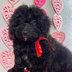 Donner/Bernedoodle/Male/17 weeks Adopt a dog:Donner/Bernedoodle/Male/17 weeks,Hi, I'm Donner! It's very nice to meet you. I am a very outgoing puppy looking for a family where I would fit in! If you think you could be that family, hurry up and pick me up. I will be up to date on my vaccinations before coming home to you, so we can play as soon as I get there. I'm very excited about meeting my new family, so please don't make me wait too long!