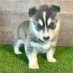 Ivy/Samusky/Female/6 weeks Adopt a dog:Ivy/Samusky/Female/6 weeks,Thank you for stopping by to check me out! My name is Ivy! You can search the world and not find a sweeter puppy than me. Some may say that I am spoiled, but I think that I am just well loved. I would be more than honored if you choose me to love you fur-ever. I promise that every day we spend together will be special. We can play, cuddle, and laugh at all the silly things we will do. Please call now! I want to start planning all the fun things that best friends do!