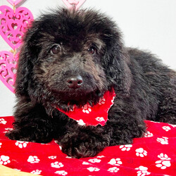 Dan/Bernedoodle/Male/17 weeks Adopt a dog:Dan/Bernedoodle/Male/17 weeks,Are you looking for the best puppy ever? Well, you found me! My name is Dan and I am the best! How do I know? Well, just look at me. Aren't I adorable? Also, I come up to date on my vaccinations and vet checked from head to tail, so not only am I cute, but healthy too! I promise to be on my best behavior when I'm with my new family. I'm just a bundle of joy to have around. So, hurry and pick me to show off what an excellent puppy you have!