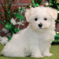 Justice/Maltese/Male/10 weeks Adopt a dog:Justice/Maltese/Male/10 weeks,I've had this dream for quite a while. It's something I'd do anything for. It's better than a gigantic bag of my favorite puppy treats. It's better than a 24-hour session of belly rubs. It's better than endless walks around the dog park with all of the tennis balls and Frisbees that I could ask for. You want to know what it is? It's you. I dream that I'll get to go home to you as soon as possible. We'll cuddle and snuggle and love each other with all our might. Nothing will stop me from being by your side and being the very best friend possible. Call now and bring me home so that my dreams can come true!