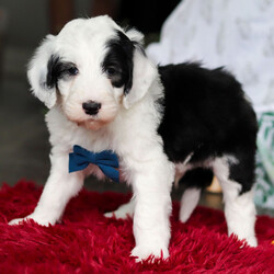 Adopt a dog:Gus/Sheepadoodle/Male/6 weeks,Hello! My name is Gus! I am like a ray of sunshine that is ready to brighten up your life. I will take you back in time and bring that large childhood grin back to your face. So, if you have room in your home and heart for a puppy like me, then call now. I will arrive up to date on vaccinations, vet checked and ready to share all of my puppy love with you. I'll be waiting for your call.