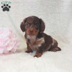 Daisy/Dachshund									Puppy/Female														/6 Weeks,Meet Daisy, this sweet little girl loves to cuddle, she has very unique coloring and is well socialized with kids. Daisy will come with a vet health certificate, a health guarantee and a genetic guarantee. She is up to date on shots and dewormed. We do offer delivery service anywhere in the US . For more info or any additional questions contact James. 