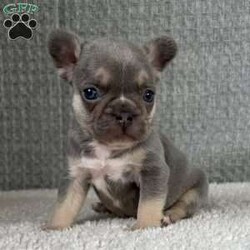Cielo/French Bulldog									Puppy/Male																/January 11th, 2025,Meet Cielo . This fiesty little puppy is looking for his forever home .The ideal home would be one that can give him plenty of attention and take well care of him. Cielo comes up to date on all his vaccinations and dewormings and comes with AKC registration paperwork. Reach out to John today if interested in adopting this playful puppy. John offers a 1 year genetic health guarantee