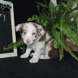 Furry/Border Collie									Puppy/Male																/December 29th, 2024,Say hello to Furry, the most adorable Border Collie puppy! This sweetie pie is already so smart and he comes up to date on shots and dewormer and will be vet checked before going home. He is well socialized with adults and children. Both parents are great farm dogs! If you are looking for a trainable puppy contact us today!