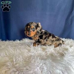 Benji- Mini/Dachshund									Puppy/Male																/7 Weeks,Meet Benji. Benji is a mini long haired dachshund. Mom Tootsie weighs around 12 lbs and is such a sweet mom. Dad Leo weighs around 10 lbs and is a very friendly dog.