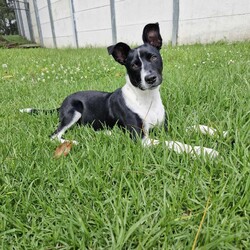 Tommy/Australian Kelpie/Male/8 Months,Meet Tommy, an irresistibly adorable 6-month-old black and white Kelpie cross who is ready to find his forever home! With his playful spirit and sweet demeanor, Tommy is sure to capture your heart and become a cherished member of your family. This little guy is bursting with energy and curiosity, which means he’s looking for an active family who can keep up with his playful antics. Kelpies are known for their intelligence and agility, and Tommy is no exception; he thrives on mental stimulation and physical exercise. Daily walks, fun play sessions, and exciting adventures will be essential to keep him happy and healthy. Tommy is not just looking for a home—he’s seeking a committed owner who understands the importance of training and socialization. He is eager to learn and will flourish with positive reinforcement techniques that will help him develop into a well-mannered adult dog. Whether it’s learning basic commands, engaging in fun activities, or simply enjoying time outdoors, Tommy is ready to bond and grow with a loving family. He would do best in an environment where he can participate in family activities and outdoor explorations, so if you enjoy hiking, playing in the park, or just spending time outdoors, Tommy will be your perfect partner. His playful nature and loving spirit make him an excellent fit for families who can provide the time, patience, and attention he needs. If you’re ready to welcome a joyful and energetic pup into your life, Tommy is waiting for you! With the right family by his side, he’s sure to bring laughter, love, and unforgettable memories to your home. Don’t miss the chance to make this sweet boy a part of your family—he can’t wait to start his adventure with you! If you are interested in giving this wonderful pet a home, please CLICK HERE to visit our website and complete an expression of interest. 