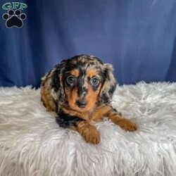 Benji- Mini/Dachshund									Puppy/Male																/7 Weeks,Meet Benji. Benji is a mini long haired dachshund. Mom Tootsie weighs around 12 lbs and is such a sweet mom. Dad Leo weighs around 10 lbs and is a very friendly dog.