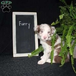 Furry/Border Collie									Puppy/Male																/December 29th, 2024,Say hello to Furry, the most adorable Border Collie puppy! This sweetie pie is already so smart and he comes up to date on shots and dewormer and will be vet checked before going home. He is well socialized with adults and children. Both parents are great farm dogs! If you are looking for a trainable puppy contact us today!