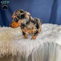 Benji- Mini/Dachshund									Puppy/Male																/7 Weeks,Meet Benji. Benji is a mini long haired dachshund. Mom Tootsie weighs around 12 lbs and is such a sweet mom. Dad Leo weighs around 10 lbs and is a very friendly dog.
