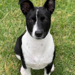 Tommy/Australian Kelpie/Male/8 Months,Meet Tommy, an irresistibly adorable 6-month-old black and white Kelpie cross who is ready to find his forever home! With his playful spirit and sweet demeanor, Tommy is sure to capture your heart and become a cherished member of your family. This little guy is bursting with energy and curiosity, which means he’s looking for an active family who can keep up with his playful antics. Kelpies are known for their intelligence and agility, and Tommy is no exception; he thrives on mental stimulation and physical exercise. Daily walks, fun play sessions, and exciting adventures will be essential to keep him happy and healthy. Tommy is not just looking for a home—he’s seeking a committed owner who understands the importance of training and socialization. He is eager to learn and will flourish with positive reinforcement techniques that will help him develop into a well-mannered adult dog. Whether it’s learning basic commands, engaging in fun activities, or simply enjoying time outdoors, Tommy is ready to bond and grow with a loving family. He would do best in an environment where he can participate in family activities and outdoor explorations, so if you enjoy hiking, playing in the park, or just spending time outdoors, Tommy will be your perfect partner. His playful nature and loving spirit make him an excellent fit for families who can provide the time, patience, and attention he needs. If you’re ready to welcome a joyful and energetic pup into your life, Tommy is waiting for you! With the right family by his side, he’s sure to bring laughter, love, and unforgettable memories to your home. Don’t miss the chance to make this sweet boy a part of your family—he can’t wait to start his adventure with you! If you are interested in giving this wonderful pet a home, please CLICK HERE to visit our website and complete an expression of interest. 