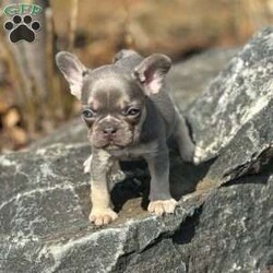 Cielo/French Bulldog									Puppy/Male																/January 11th, 2025,Meet Cielo . This fiesty little puppy is looking for his forever home .The ideal home would be one that can give him plenty of attention and take well care of him. Cielo comes up to date on all his vaccinations and dewormings and comes with AKC registration paperwork. Reach out to John today if interested in adopting this playful puppy. John offers a 1 year genetic health guarantee