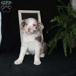 Furry/Border Collie									Puppy/Male																/December 29th, 2024,Say hello to Furry, the most adorable Border Collie puppy! This sweetie pie is already so smart and he comes up to date on shots and dewormer and will be vet checked before going home. He is well socialized with adults and children. Both parents are great farm dogs! If you are looking for a trainable puppy contact us today!