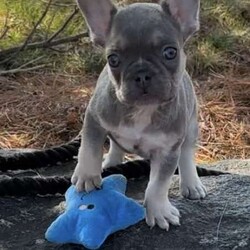 Cielo/French Bulldog									Puppy/Male																/January 11th, 2025,Meet Cielo . This fiesty little puppy is looking for his forever home .The ideal home would be one that can give him plenty of attention and take well care of him. Cielo comes up to date on all his vaccinations and dewormings and comes with AKC registration paperwork. Reach out to John today if interested in adopting this playful puppy. John offers a 1 year genetic health guarantee