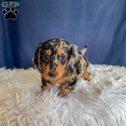 Benji- Mini/Dachshund									Puppy/Male																/7 Weeks,Meet Benji. Benji is a mini long haired dachshund. Mom Tootsie weighs around 12 lbs and is such a sweet mom. Dad Leo weighs around 10 lbs and is a very friendly dog.
