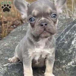Cielo/French Bulldog									Puppy/Male																/January 11th, 2025,Meet Cielo . This fiesty little puppy is looking for his forever home .The ideal home would be one that can give him plenty of attention and take well care of him. Cielo comes up to date on all his vaccinations and dewormings and comes with AKC registration paperwork. Reach out to John today if interested in adopting this playful puppy. John offers a 1 year genetic health guarantee